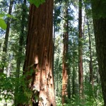 Nature is a Part of our Health