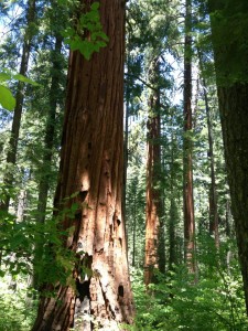 big trees