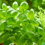 The Herb Series: Basil