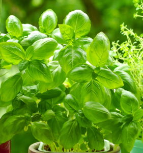 three herbs pic_2