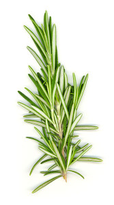 rosemary pic