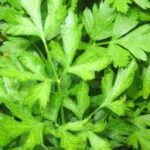 The Herb Series: Parsley