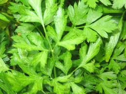 The Herb Series: Parsley